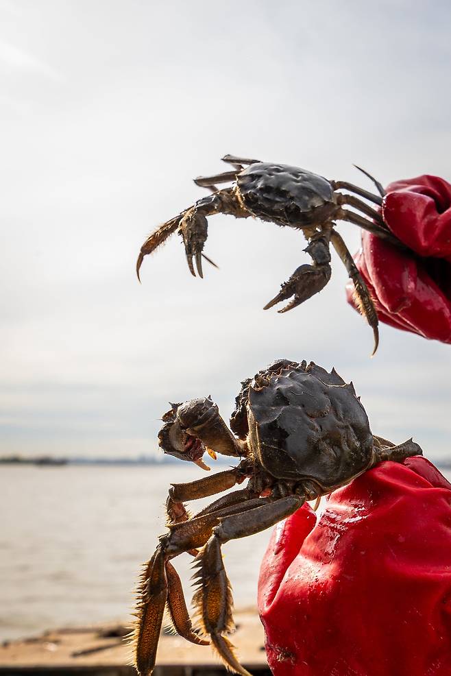 얻어 걸린 참게 두 마리. 알이 가득 차 고소함이 일품이다. /이건송 영상미디어 기자
