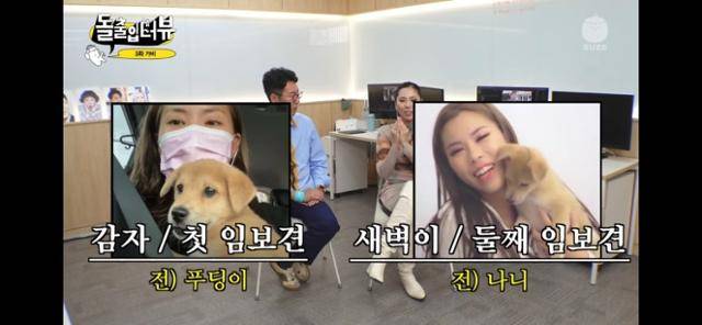 임시보호했던 강아지의 근황을 본 가비의 반응. 유튜브 '스튜디오 수제' 캡처