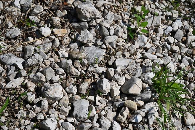 알토 아디제 포도밭에서 쉽게 볼 수 있는 돌로마이트 자갈. [사진=전형민 기자]