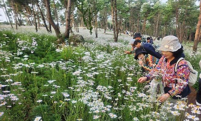 [거창=뉴시스]  27일 오전 7시 경남 거창군 감악산 별바람언덕 꽃별여행 축제애 많은 관광객들이 구절초 국화에 흠뻑 빠져 있다. 2025. 09. 27. shw1881@newsis.com *재판매 및 DB 금지