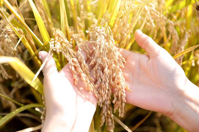 클립아트코리아