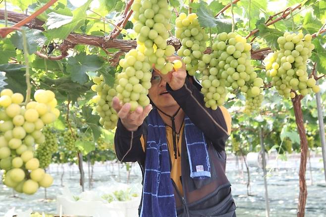 샤인머스켓을 따는 농민. <영남일보DB>