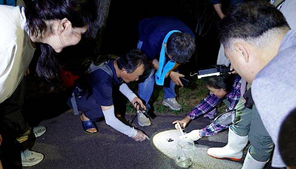 지난 20일 오후 낙동강 하구 인근 부산 강서구 명지오션시티 내 해안 방재림 쪽 배수로에서 생태 활동가들이 구조한 맹꽁이를 산책 나온 시민이 살펴보고 있다.  박혜원 PD phw000713@kookje.co.kr