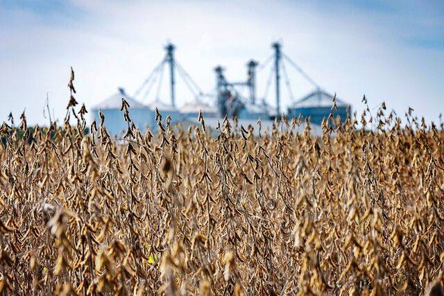 미국 메릴랜드주 록홀의 농장에서 지난 23일(현지시간) 수확이 임박한 대두가 익어가고 있다. 수확철이 시작됐지만 중국이 미국산 대두 주문을 중단해 미국 농가의 시름이 깊다. AFP연합뉴스