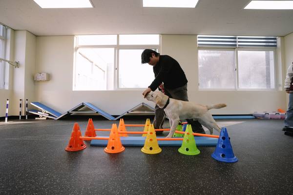 반려동물과 학생이 반려견 훈련을 실습하고 있다. 2025.9.30 /서정대학교 제공