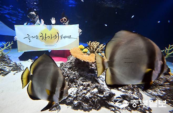 민족 대명절인 추석을 일주일 앞둔 29일 오전 수원시 영통구 아쿠아플라넷 광교에서 한복을 입은 아쿠아리스트가 추석 인사를 하고 있다. 김경민기자