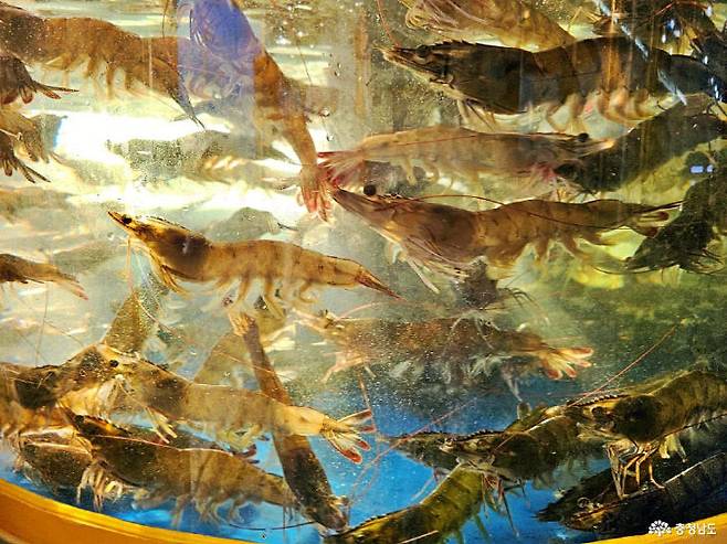 대하. (사진= 홍성군)