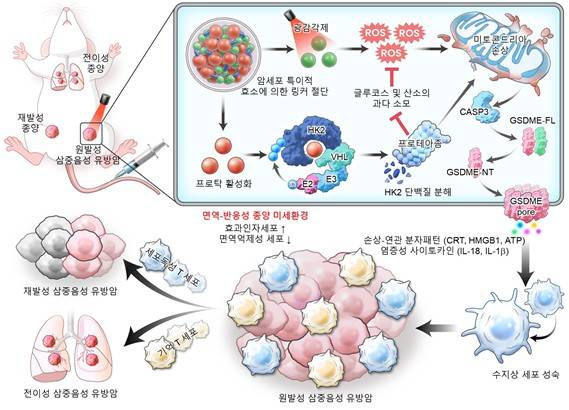 나노탁의 암 치료 기전