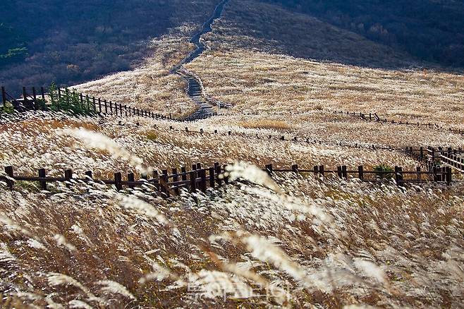 밀양 영남알프스 억새/사진=승우여행사