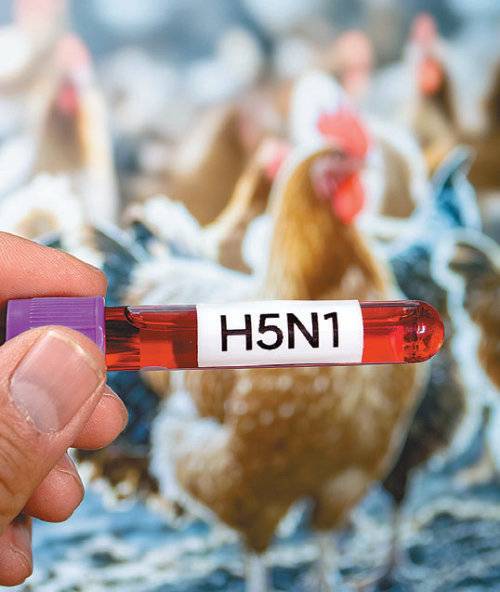 북미에서 유행하는 H5N1 바이러스가 전신으로 퍼져 신경계까지 침범하는 이유는 두 가지 돌연변이 때문이라는 점이 확인됐다. 게티이미지코리아