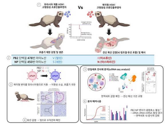 국내 연구팀이 북미형 H5N1 고병원성 조류인플루엔자 바이러스의 포유류 적응성과 전신 확산 작동원리를 알아냈다. [사진=IBS]