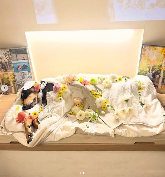 배정남 반려견 벨.