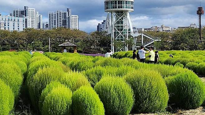 [양산=뉴시스] 황산공원 중부광장에 댑싸리 군락이 어우러져 있다. (사진=양산시 제공) 2025.09.30. photo@newsis.com *재판매 및 DB 금지