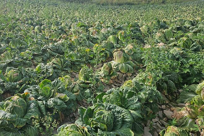 가뭄 여파로 바짝 말라버린 강릉시 왕산면 안반데기 배추밭. 김봉래씨 제공