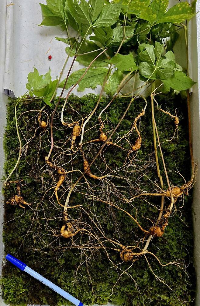 순천 승주 지역 산속에서 최근 발견한 70년근 천종산삼. 한국전통심마니협회 제공