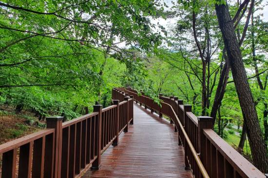 진해구 장복산 자락에 자리한 편백 치유의 숲.