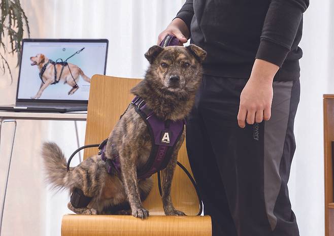 ‘어텐션 하네스’를 착용한 반려견. ㈜아나프니 제공
