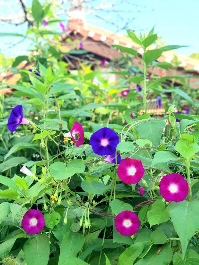 고향에 많이 피어 있는 나팔꽃 ⓒ서효원