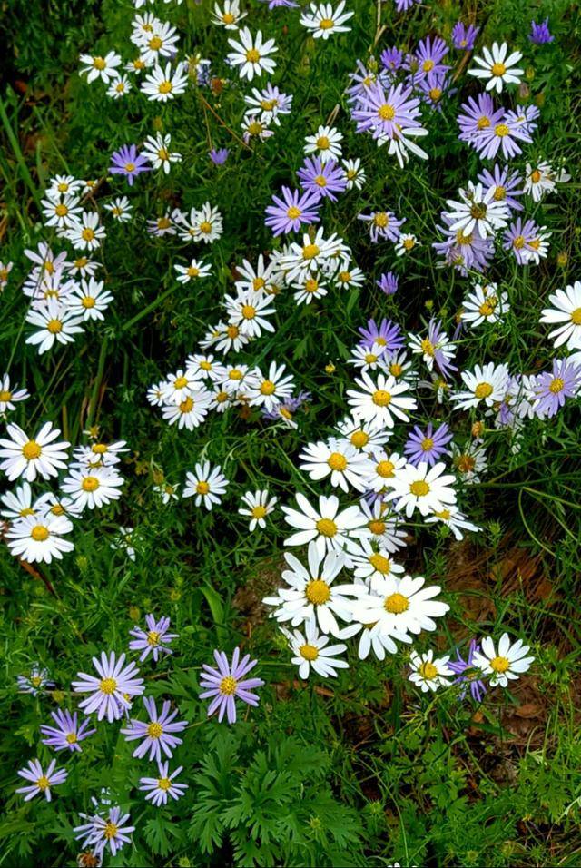 구절초(흰 꽃)과 쑥부쟁이(보라색 꽃). ⓒ서효원