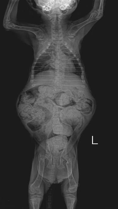 주식이 아닌 간식만 제공할 경우 질병성 변비가 발생해 아기 고양이 건강에 치명적인 문제가 발생할 수 있다. 김효진 수의사 제공