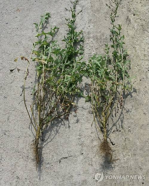 가시상추 [연합뉴스 자료사진. 재배포 DB 금지]