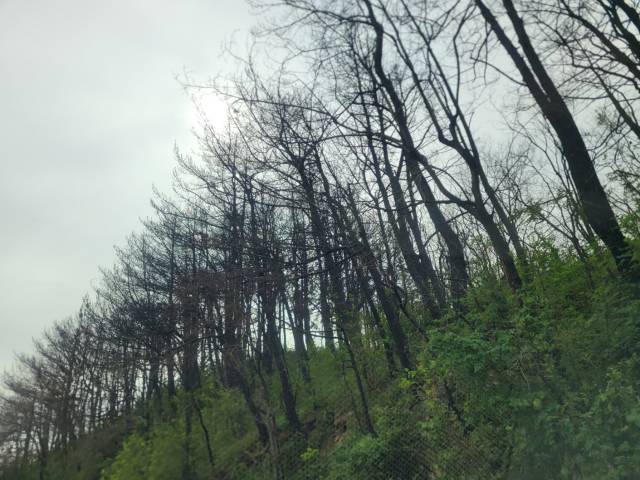 송이산으로 오르는 길목에 자리한 검게 불탄 소나무. 박승혁 기자