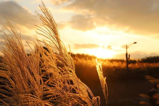 서울억새축제/ 사진=대한민국 구석구석 홈페이지