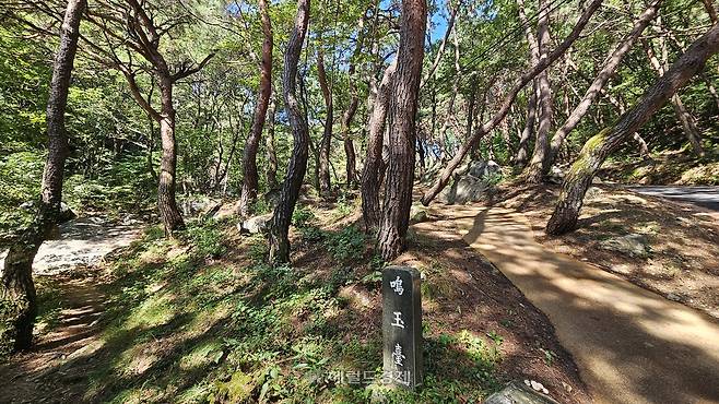 봉정사 초입 소나무 숲길