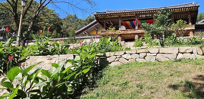 봉정사 경내에 핀 칸나꽃