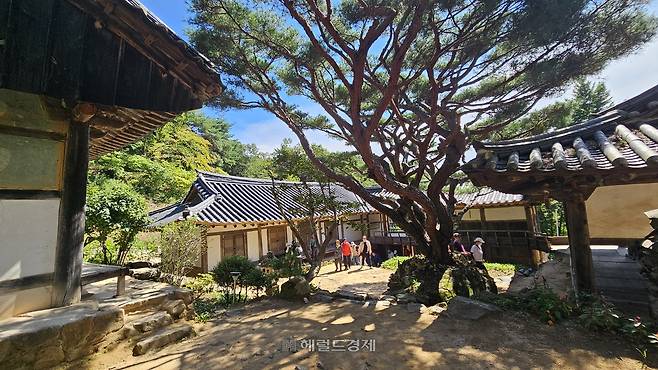 봉정사 영산암 마당의 소나무