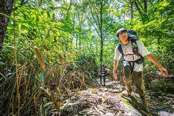 산죽이 가득한 운장산 등산로.
