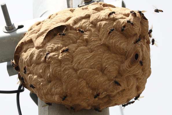 전봇대에 생긴 말벌집