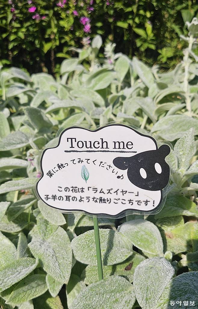 바람의 정원은 식물을 통한 치유와 회복을 전한다.  어린 양의 귀처럼 보드라운 촉감의 램스 이어를 만져보라는 안내문이 있다. 김선미 기자 kimsunmi@donga.com