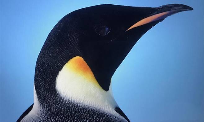 황제펭귄은 해가 뜨지 않는 극야 기간에 번식하는 유일한 종이다. 이원영 제공