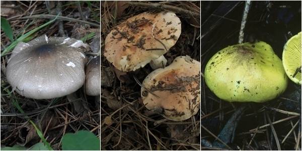 독버섯인 광비늘주름버섯·담갈색송이·금빛송이. 국립산림과학원 제공