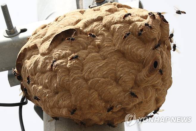 주택가 전봇대에 생긴 말벌집 2017년 8월 울산시 울주군 청량면의 한 주택가 전봇대 꼭대기에 매달린 말벌집의 모습.[연합뉴스 자료사진]
