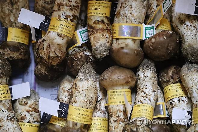 등급 분류 작업 끝난 양양 송이 (양양=연합뉴스) 류호준 기자 = 2일 강원 양양군 양양읍 양양속초산림조합 지하에 등급 분류 작업이 끝난 양양 송이가 놓여 있다. 2025.10.2 ryu@yna.co.kr