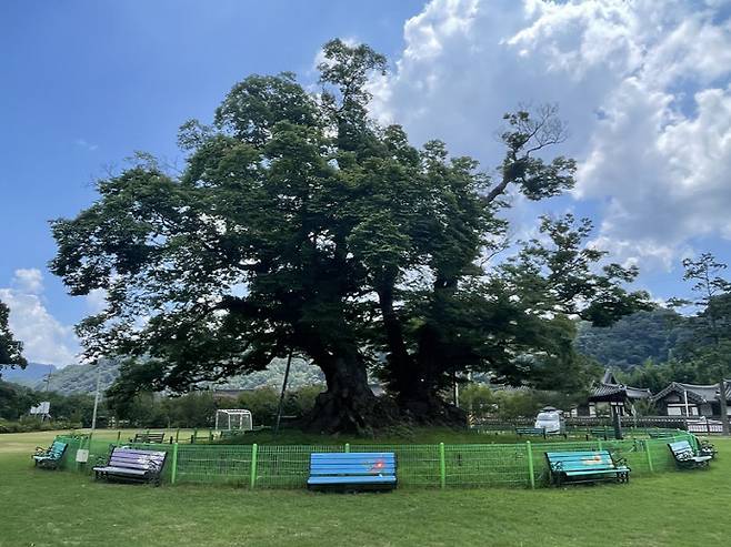 수령 약 400년 이서 커뮤니티센터 야사리 느티나무.