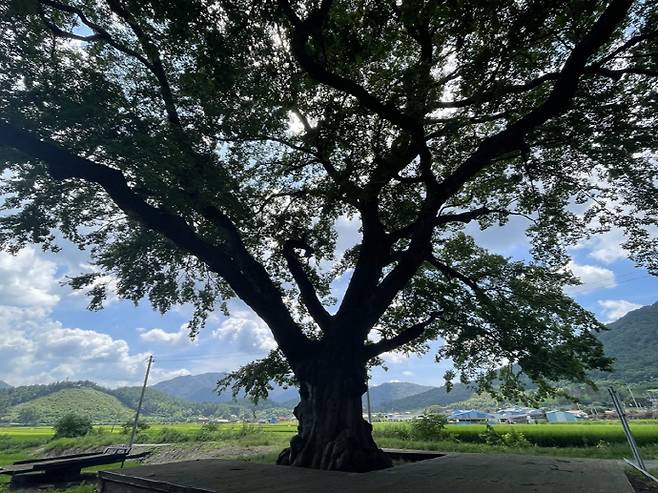 천연기념물 제303호 야사리 은행나무
