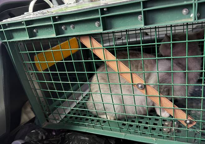 포획돼 동물병원으로 이동 중인 루나(인스타그램 eve__mom 제공) ⓒ 뉴스1