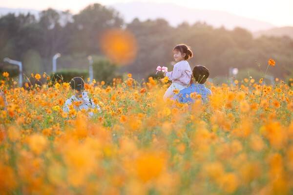 제7회 천만송이 천일홍 축제(사진제공=양주시청)