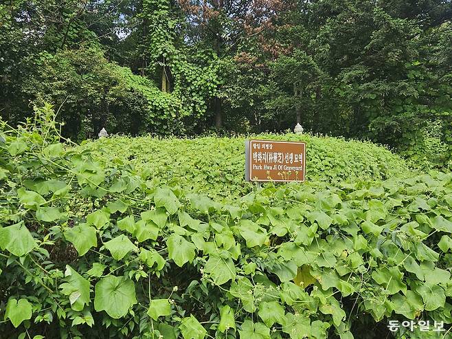 1일 오전 방문한 강원 춘천시 남면 발산리에 있는 박화지 의병장의 묘소. 팻말만이 박 선생의 묘역임을 알려줄 뿐 묘소로 들어가는 길이 마련돼 있지 않아 50cm 넘게 자란 수풀을 헤집고 들어가야 했다. 춘천=이수연 기자 lotus@donga.com