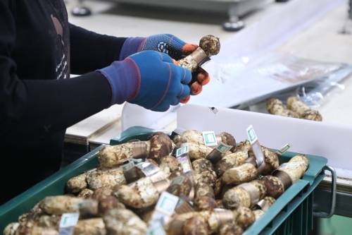 2일 강원 양양군 양양읍 양양속초산림조합 지하에서 조합 관계자가 양양 송이를 살펴보고 있다. 연합뉴스
