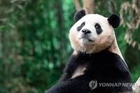 에버랜드에서 생활하던 푸바오. [에버랜드 제공. 연합뉴스]