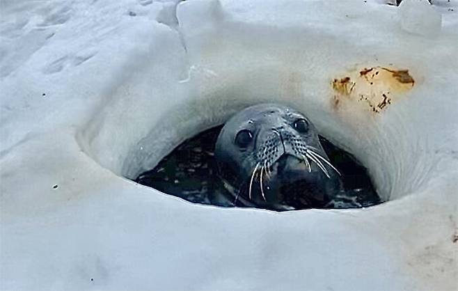 웨델물범은 기본적으로 폐로 호흡하는 포유류이기 때문에 숨을 쉬기 위해선 수면으로 나와야 한다. 이원영 제공