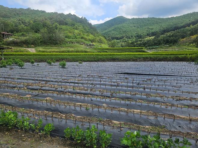 지난 16일 오전 경북 안동의 한 밭 모습. 한때 이곳 일대 농작물 면적은 불에 타 농민들에게 큰 피해를 입혔다./사진=박상혁 기자.