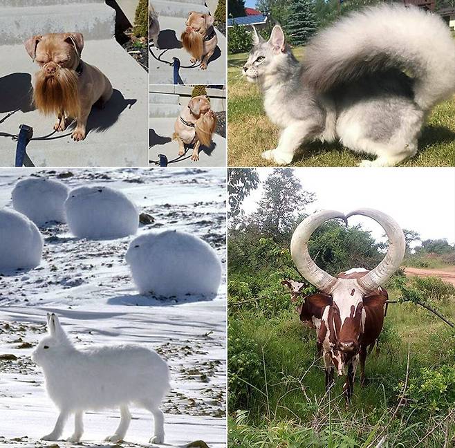 세상의 별별 희귀 동물들 (인터넷 커뮤니티)