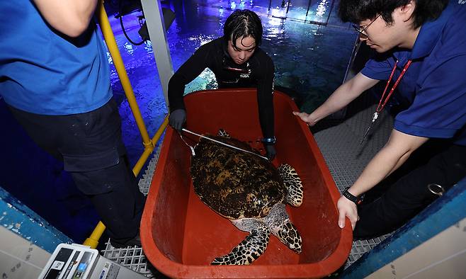 아쿠아리스트들이 수조에서 바다거북을 꺼내 몸무게를 측정하고 있다. 몸무게는 통에 담아서 측정한다. 바로 저울에 올려놓으면 몸부림치고 도망가 버린다.