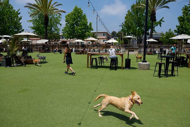 미 캘리포니아주 산타모니카에 소재한 애견 동반 프라이빗 클럽. /로이터뉴스1