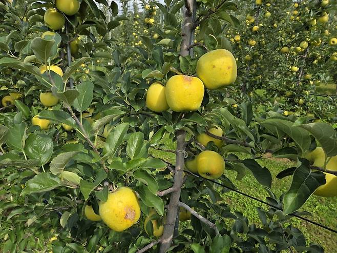 지난달 30일 경북 청송군 안덕면에 있는 한 과수원. 사과 품종 중 하나인 시나노골드의 표면이 폭염 영향으로 화상을 입은 모습./사진=박수림 기자